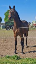 Top 2 jarige hengst Querido VG, Dieren en Toebehoren, Paarden, Springpaard, Gechipt, 0 tot 2 jaar, Hengst