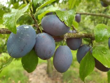 arbres fruitiers - pruniers à vendre