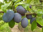 fruitbomen - pruimenbomen te koop, Tuin en Terras, Planten | Fruitbomen, Pruimenboom, Lente, 100 tot 250 cm, Ophalen