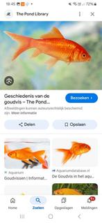 Gratis goudvis gezocht voor aquarium, Dieren en Toebehoren, Vissen | Aquariumvissen