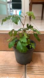 Klimplant weelderige groene plant, Ophalen