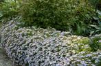 Asters, Tuin en Terras, Ophalen