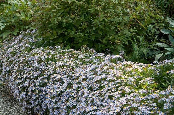 Asters, Tuin en Terras, Planten | Tuinplanten, Ophalen