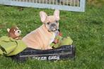 Chiots bouledogue français de toutes les couleurs, 15 semaines à 1 an, Étranger, Hépatite contagieuse (maladie de Rubarth), Plusieurs animaux