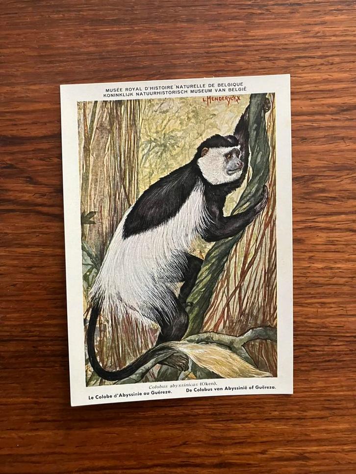 Beschermde zoogdieren in Belgisch Congo Nr. 8, Verzamelen, Postkaarten | Dieren, Ongelopen, 1940 tot 1960, Wild dier, Ophalen of Verzenden