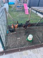 Legkippen en kippenhok, Dieren en Toebehoren, Vogels | Hokken en Kooien, Ophalen