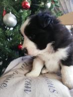 Prachtige rasechte border collie pups, Dieren en Toebehoren, België, Fokker | Hobbymatig, 8 tot 15 weken, CDV (hondenziekte)