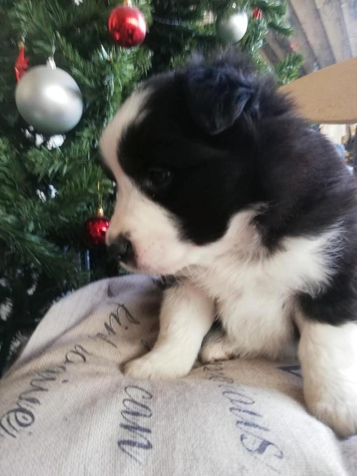 Prachtige rasechte border collie pups, Dieren en Toebehoren, Honden | Poolhonden, Keeshonden en Oertypen, Reu, Overige rassen