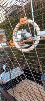 Paar vogels, Dieren en Toebehoren, Vogels | Parkieten en Papegaaien