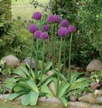 ALLIUM AMBASSADOR, Overige soorten, Volle zon, Vaste plant, Ophalen of Verzenden