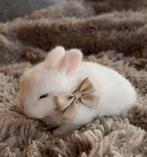 Razuivere jonge minilop te reserveren, Dieren en Toebehoren, Konijnen, Geslacht onbekend, Klein, Hangoor, 0 tot 2 jaar