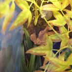 roodkeel anolis en bloedkeelanolis, Hagedis, 0 tot 2 jaar