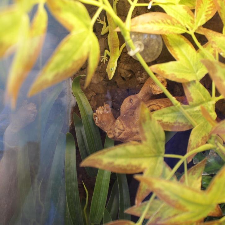 roodkeel anolis en bloedkeelanolis, Dieren en Toebehoren, Reptielen en Amfibieën, Hagedis, 0 tot 2 jaar