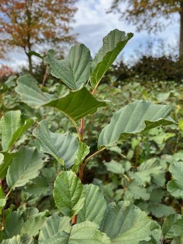 Zwarte els  of Alnus glutinosa beschikbaar voor biedingen