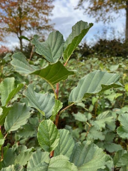 Zwarte els  of Alnus glutinosa, Tuin en Terras, Planten | Tuinplanten, Ophalen