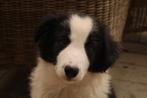 Border collie pups, Dieren en Toebehoren, België, Fokker | Hobbymatig, CDV (hondenziekte), 8 tot 15 weken