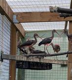Rode ibissen, Meerdere dieren, Geringd