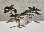 Kalanchoe daigremontiana in keramieken pot., Ophalen