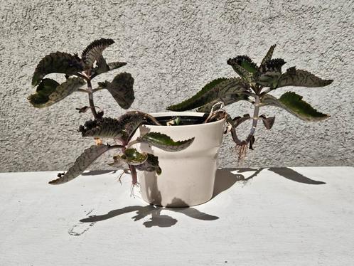 Kalanchoe daigremontiana in keramieken pot., Huis en Inrichting, Kamerplanten, Ophalen