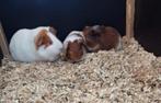 Gezin cavia’s te koop! Heel het gezin voor (€30)!, Dieren en Toebehoren, Knaagdieren, Meerdere dieren, Cavia, Tam