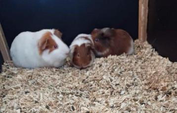 Gezin cavia’s te koop! Heel het gezin voor (€30)! beschikbaar voor biedingen