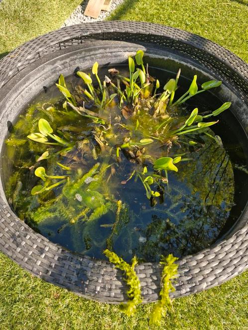 Vijverplanten hoornblad en waterpest, Tuin en Terras, Vijvers, Zo goed als nieuw, Ophalen