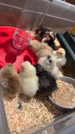 Kuikens - sierkuikens, Dieren en Toebehoren, Geslacht onbekend, Kip