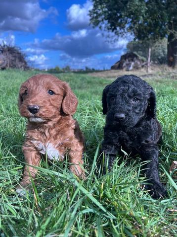 Mooie Labradoodle pups! beschikbaar voor biedingen