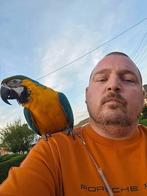 Echange avec voiture information en priver, Animaux & Accessoires, Oiseaux | Perruches & Perroquets
