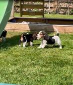 Beagle pups, CDV (hondenziekte), Meerdere, 8 tot 15 weken, Meerdere dieren