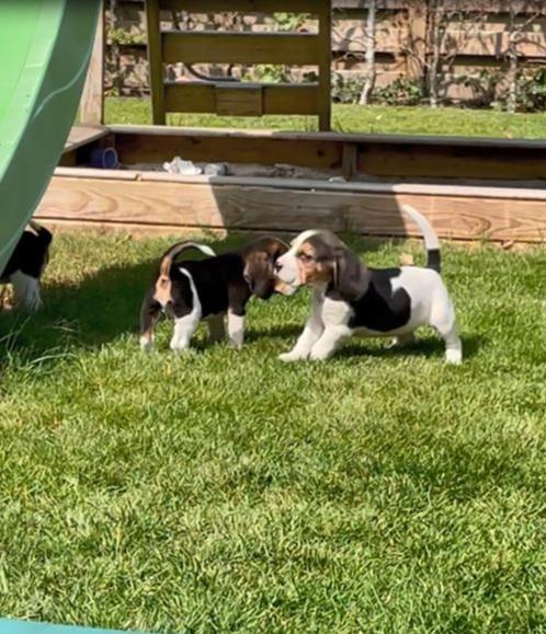 Beagle pups, Dieren en Toebehoren, Honden | Beagles, Bassets en Lopende honden, Meerdere dieren, Beagle, Fokker | Professioneel