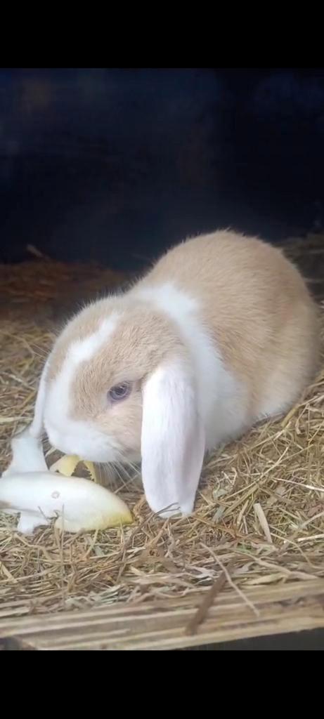 Baby NHD dwergkonijn met blauwe ogen, Dieren en Toebehoren, Konijnen, Dwerg, Vrouwelijk, 0 tot 2 jaar, Hangoor