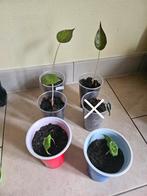 Divers bouture de plantes intérieur, Enlèvement