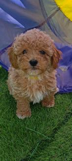 Prachtige mini Labradoodles mogen verhuizen prijs 1.950 euro, Dieren en Toebehoren, Honden | Chihuahua's en Gezelschapshonden