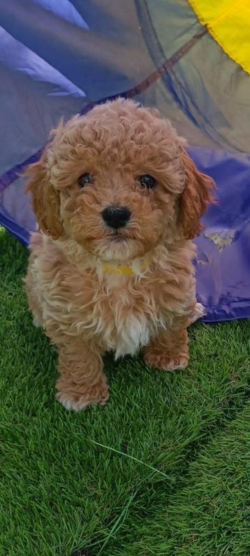 Prachtige mini Labradoodles mogen verhuizen prijs 1.950 euro, Dieren en Toebehoren, Honden | Chihuahua's en Gezelschapshonden