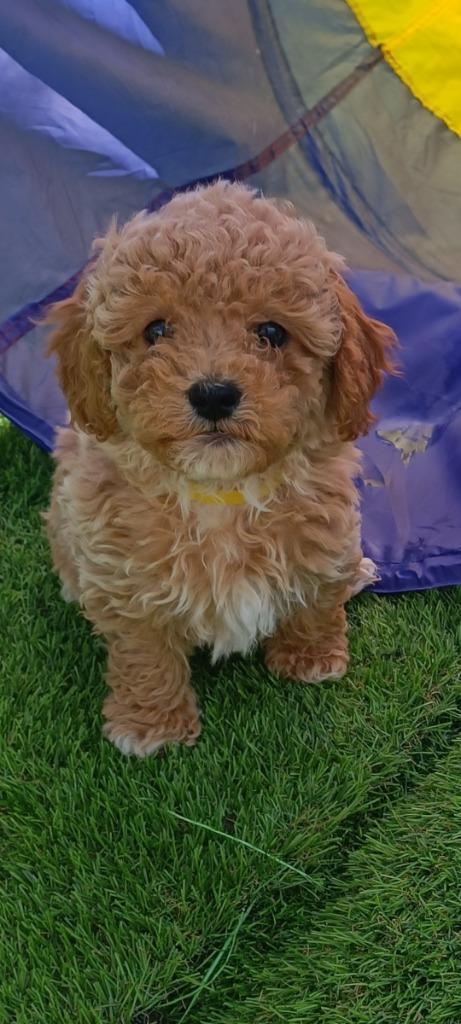 mini labradoodle pups.Mogen verhuizen. 1.850 euro, Dieren en Toebehoren, Honden | Chihuahua's en Gezelschapshonden, Meerdere dieren