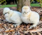 Prachtige pasgeboren kuikens usa zijdehoen, Dieren en Toebehoren, Kip