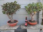 Bonsai vetplanten, Huis en Inrichting, Kamerplanten, Ophalen, Vetplant, Halfschaduw, In pot