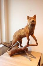 Taxidermie opgezette vos op boomstam, Utilisé, Animal empaillé, Enlèvement ou Envoi