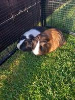 2 HANDTAMME cavia's te koop, Dieren en Toebehoren, Knaagdieren, Cavia, April, Vrouwelijk, Tam