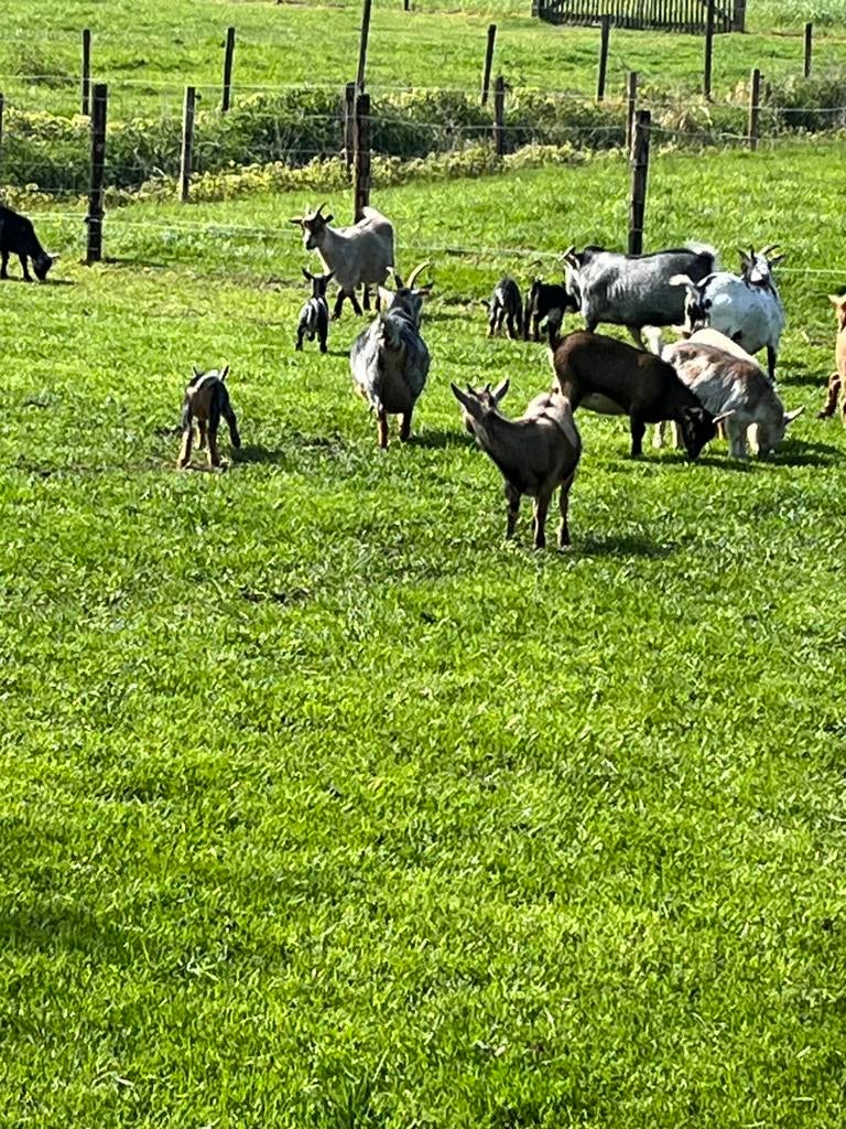 Dwerggeitjes, Animaux & Accessoires, Moutons, Chèvres & Cochons