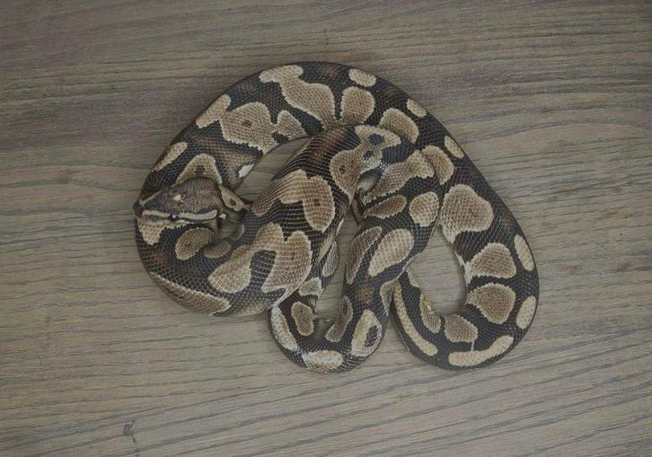 1.1 ball python Gravel het DG, Dieren en Toebehoren, Reptielen en Amfibieën, Slang, 3 tot 6 jaar, Tam