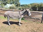 Ezels te koop, Dieren en Toebehoren, Mei, Meerdere dieren