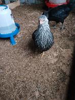 Chabo kippen, Dieren en Toebehoren