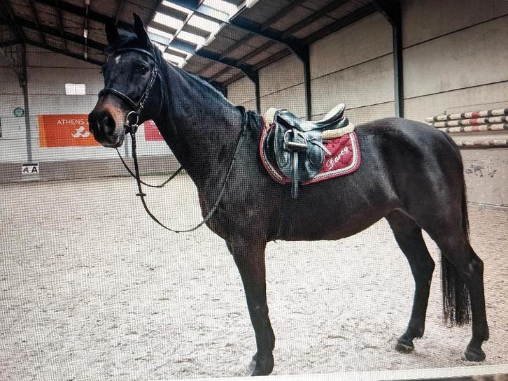 halve stal, Animaux & Accessoires, Chevaux, Jument, L, 160 à 165 cm, 11 ans ou plus, Cheval de saut, Avec pedigree