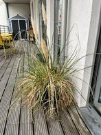 Herbe de la pampa en pot, Automne, Enlèvement, Graminées ornementales, Plante fixe
