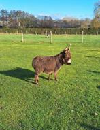 Mini ezel merrie veulen, Augustus