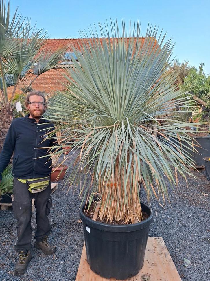 Yucca rostrata extra licht blauw, Tuin en Terras, Planten | Bomen, Ophalen of Verzenden