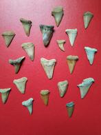 Hastalis, Isurus pl., Collections, Minéraux & Fossiles, Enlèvement ou Envoi, Fossile