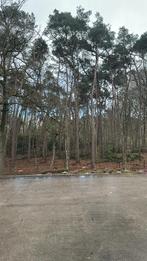 Gratis brandhout, Ophalen, Stammen